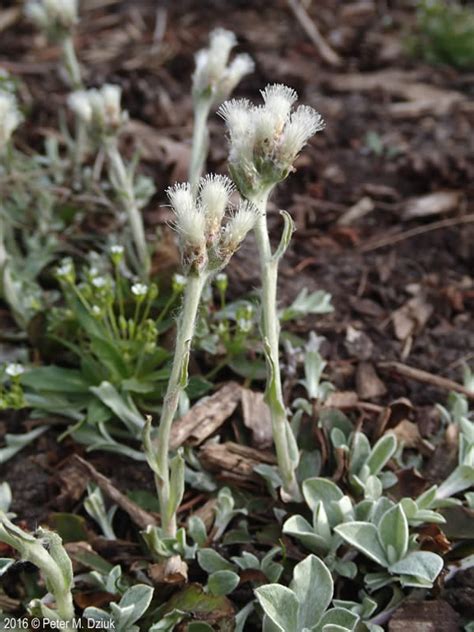 Antennaria Neglecta Field Pussytoes Minnesota Wildflowers