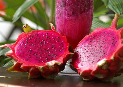 Before being consumed, it was protected by a sennenryu dragon. Vietnam farmers rush to grow red dragon fruit for higher ...