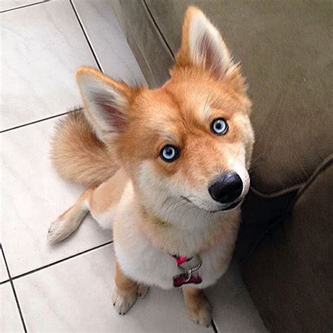 Meet Mya The Dog Who Looks Exactly Like A Fox
