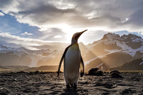 Penguin Looking Out 5k Hd Animals 4k Wallpapers Images
