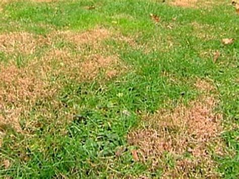 How to mow designs into a lawn 3 steps. Lawn Care | DIY