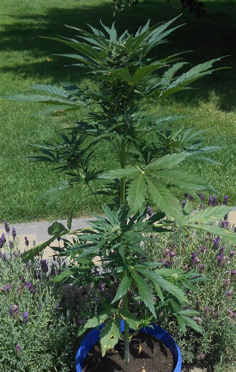 Jack Herer Automatic Royal Queen Seeds Cannabis Strain Info