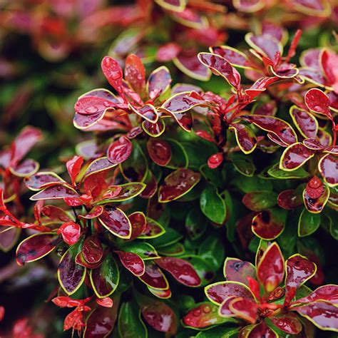 Admiration Barberry Shrubs For Sale