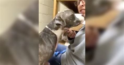 Pit Bull Rescued From Dogfighting Ring So Thankful To Be