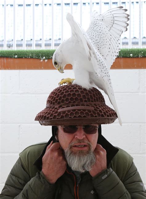 Scots Bird Breeder Lets Randy Falcons Mate With His Hat So He Can