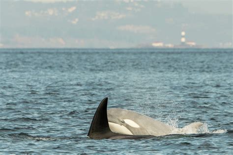 Rare White Orca Among Transient Killer Whales Spotted In Washington