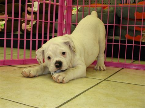 Charming White Olde English Bulldog Puppies For Sale Ga At Atlanta