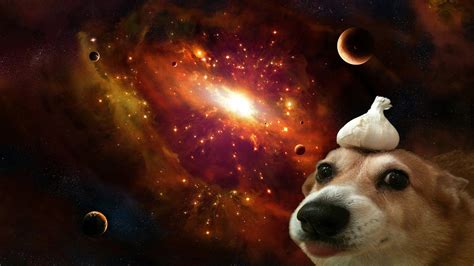 Dog In Space Wallpapers Wallpaper Cave