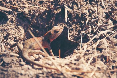 Premium Photo Red Headed Lizard On Ground