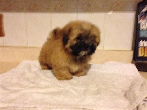 Shih tzus are extremely popular toy dogs and are adorable as puppies. Shih tzu puppy for Sale in Milwaukee, Wisconsin Classified | AmericanListed.com