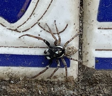 Unidentified Spider In Benalmádena Spain