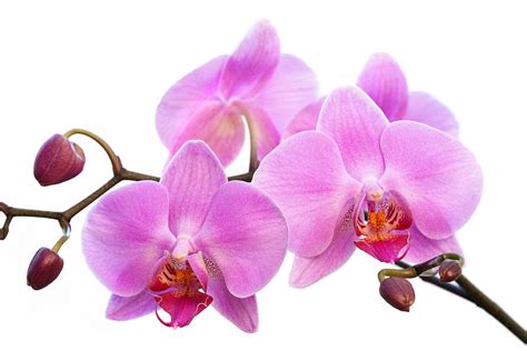 Free for commercial use no attribution required high quality images. 19 Benefits of Orchids Flower for Health That You Should ...