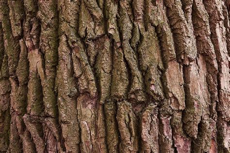 Tree Bark Nature Wood Forest Structure Texture Full Frame