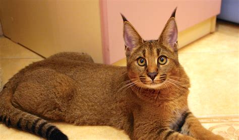 Hybrid Cats Caracat Chausie — And Controversy Hybrid Cat Cat