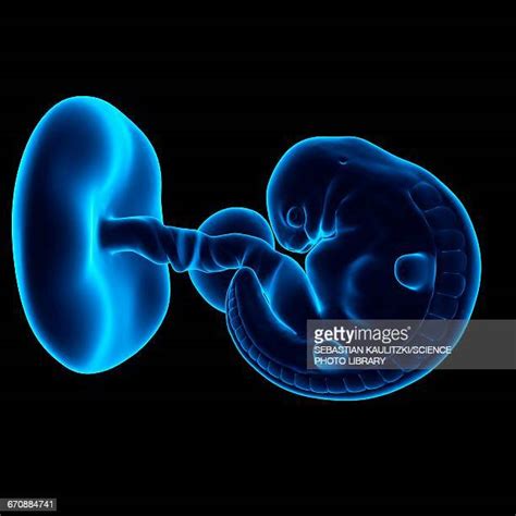 6 Weeks Fetus Photos And Premium High Res Pictures Getty Images