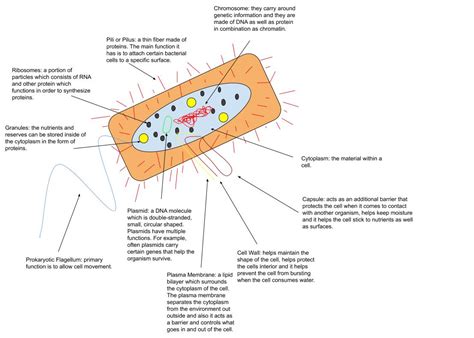 Fileprokaryotic Cell Diagram Wikimedia Commons