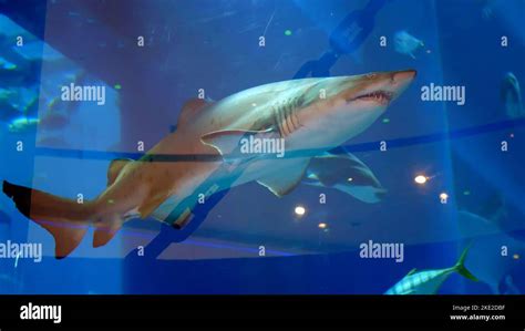 Aquarium In Dubai Mall Large Toothy Shark Floats In The Aquarium