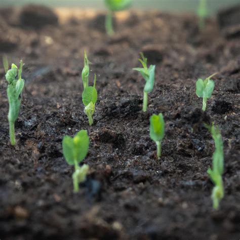 How Long Does Peas Take To Germinate A Comprehensive Guide