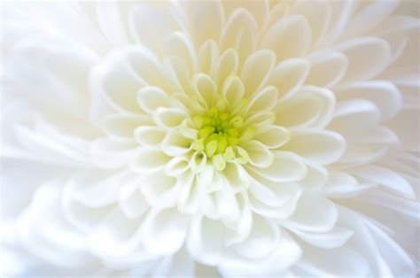 Macro Photography Of White Chrysanthemum Flower Hd Wallpaper