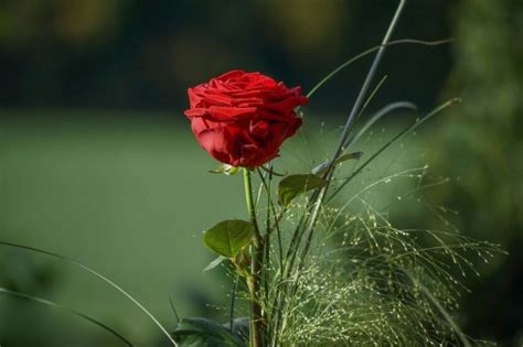 Gambar Bunga Mawar Hd Pulp