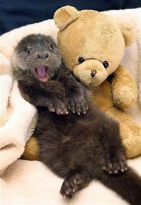 Otter Cuddle Happy Animals Funny Animal Photos Baby Otters