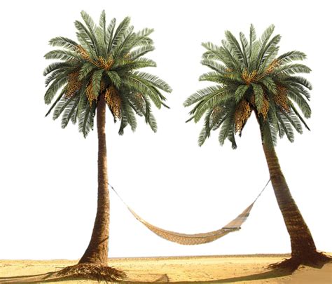 Collection Of Png Hd Palm Tree Beach Pluspng