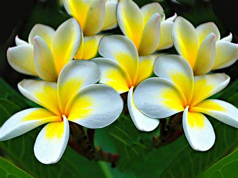 Yarrow produce clusters of yellow, white, salmon, pink or red flowers atop long stems. Plumeria Flowers Yellow White Hd Wallpaper 1571 ...