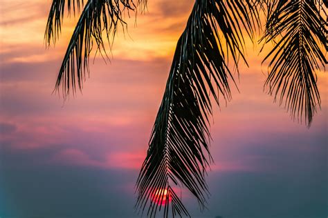 1000 Amazing Palm Tree Photos · Pexels · Free Stock Photos