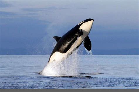 Sebenarnya paus bukan ikan tapi karena mirip ikan banyak yg menyebutnya ikan paus saksikan. ikan paus - Ikan