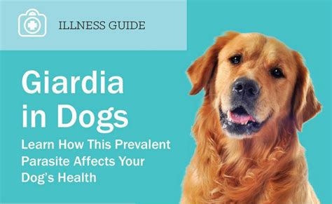 Deworming puppies how long does it take. How Long Does It Take For Panacur To Work On Giardia