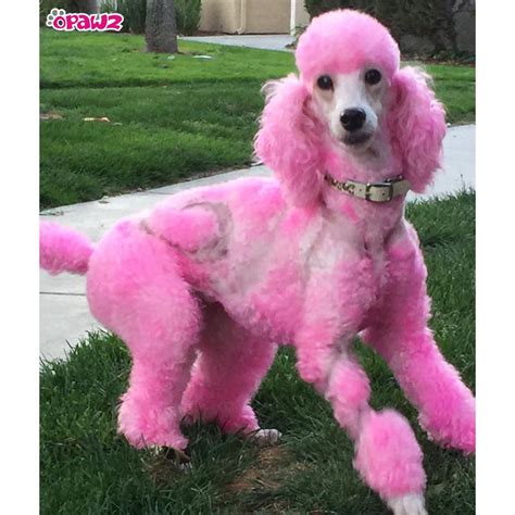 Charm Pink Dog Hair Dye By Opawz Lasts 20 Washes