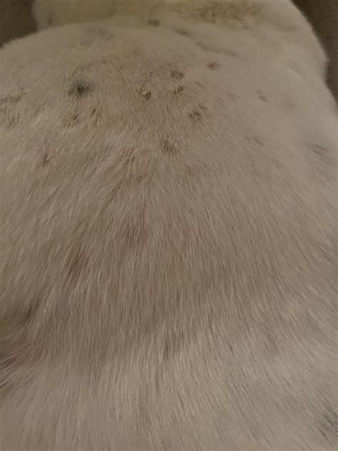 My French Bulldog Has These Weird Scab Like Pieces Of Clumped Hair That