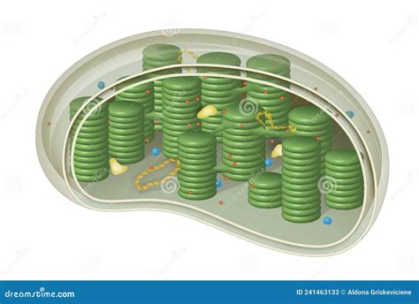 Estructura De Cloroplastos Dentro De Las C Lulas De Plantas Y Algas