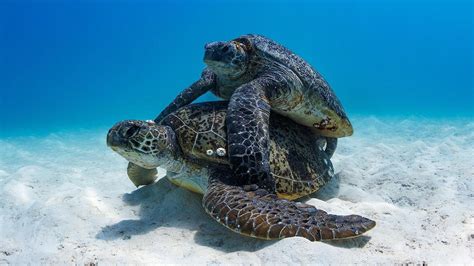 Sea Turtles Photos Show Violent Mating Season In Great Barrier Reef