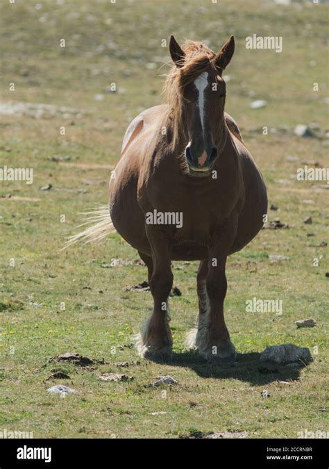 Pregnant Horse Hi Res Stock Photography And Images Alamy