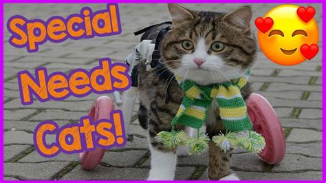 Caring For Special Needs Cats Cat Care Tips