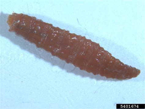 Screwworm Cochliomyia Hominivorax Diptera Calliphoridae 5401674