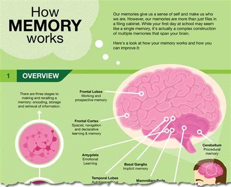 Brain Science And Infographics Paragon Design Group