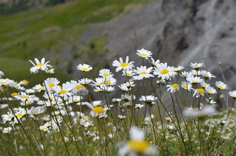Daisy Flowers Growing Wild With The Mountains In The Background Stock