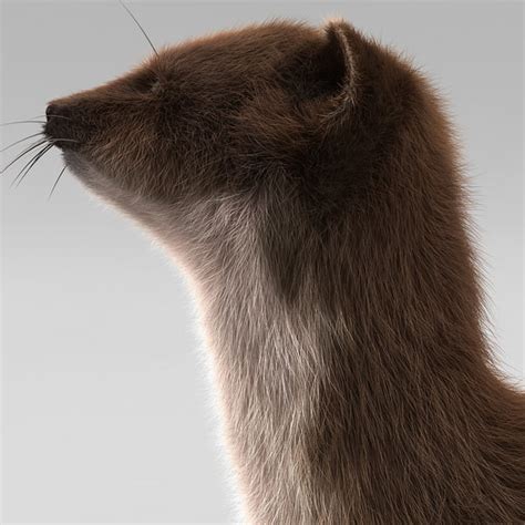 3d Model Weasel Pose 4 Fur