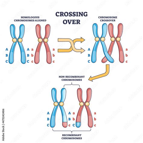 plakat crossing over chromosomes and homologous division process outline diagram labeled