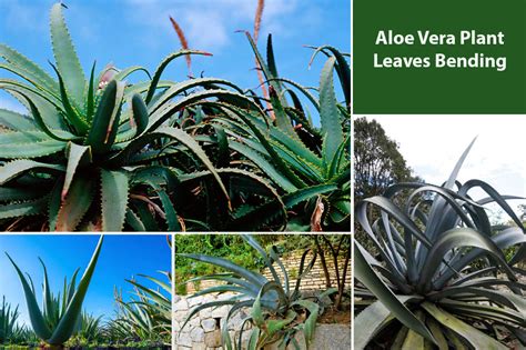 Aloe Vera Plant Leaves Bending Reasons And Ways To Avoid It