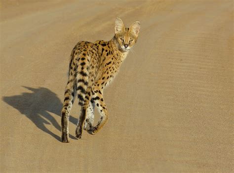 Meet The Small Cats Of Africa