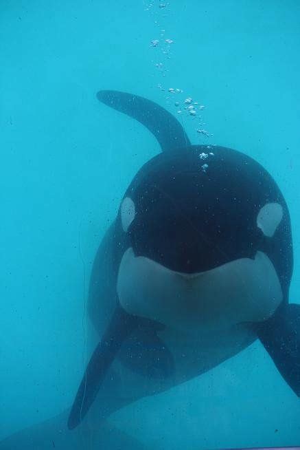 1152 Best Images About Orcas On Pinterest Seaworld Orlando San Juan