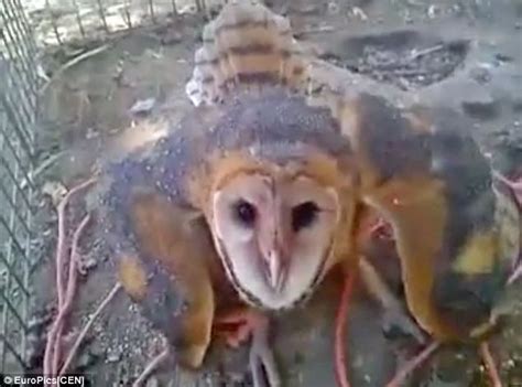 Shocking Moment An Owl Is Interrogated By Superstitious Mexican
