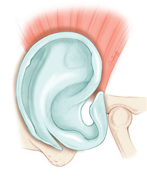 Ear Cartilage Anatomy