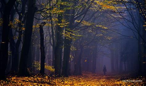 Capturing The Hauntingly Beautiful Atmosphere Of The Dutch Woodlands