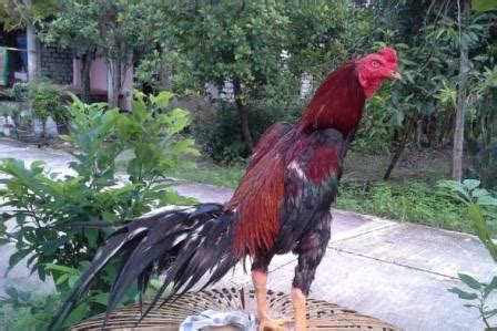 4 jenis ayam petarung yang populer di indonesia #ayamaduan #ayampetarung #sabungayam. Kaki Ayam Bangkok Pukul Saraf - Asia