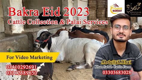 Bakra Eid Cattle Collection Palai Services Khan Sahab Cattle