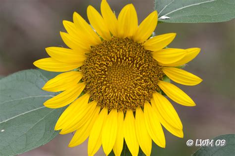 Beautiful Sunflower Texdrs Blog